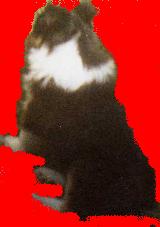 Hussard noir des Loups de Tannenwald