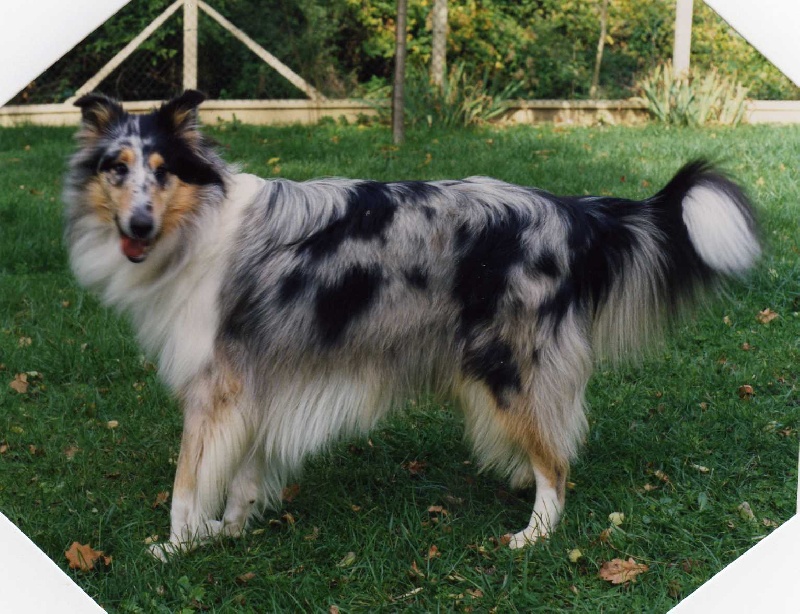 Hindiana blue des Loups de Tannenwald