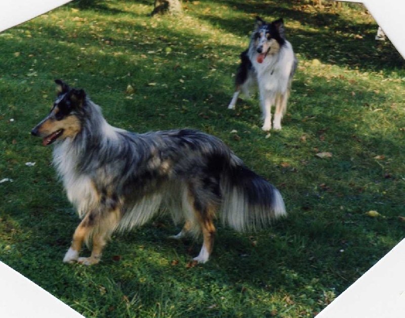 Hyoukie blue des Loups de Tannenwald