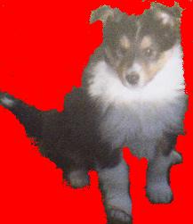 Heclipse noire des Loups de Tannenwald