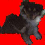 Holympe noire des Loups de Tannenwald